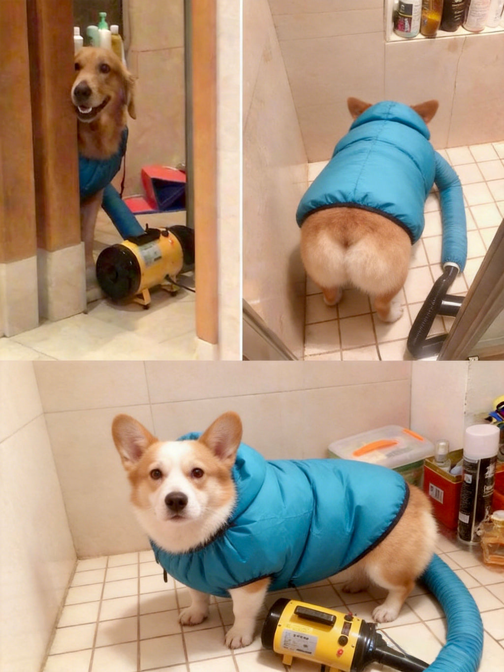 Pet Drying Box, Dryer, and Drying Bag